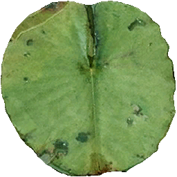 seerose_b1_m_yapfiles.ru[1]