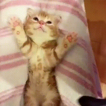 -котэ-милота-4240750