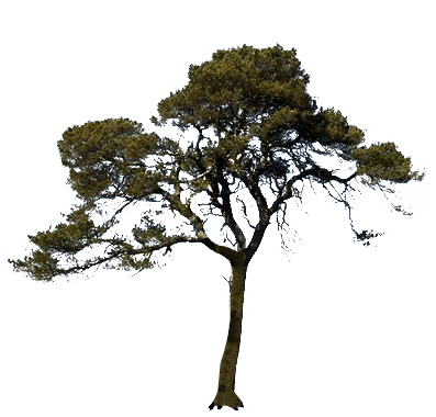 Scots-pine-tree-transparent-image