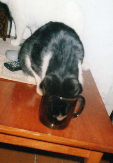 Кот в стакане