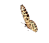 0_bf419_c75b847f_XS