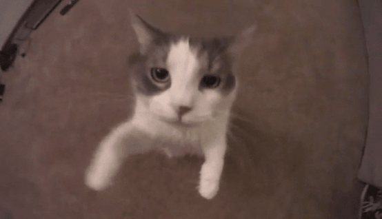 Дай поцелую!