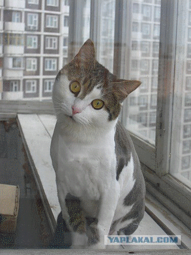 кот и каска