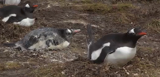 Как срут пингвины