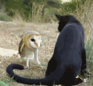 animals_gifs_22