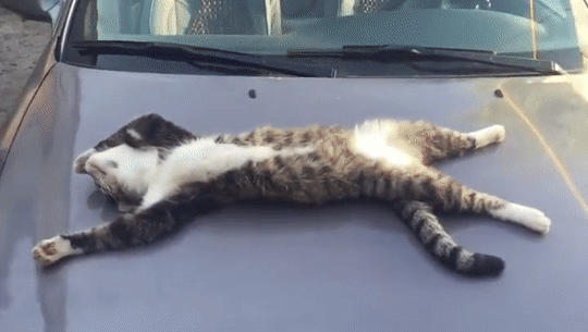 ezgif.com-video-to-gif (1)