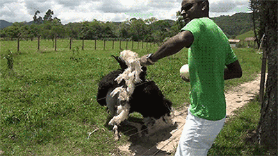 1435646333_gifs_24