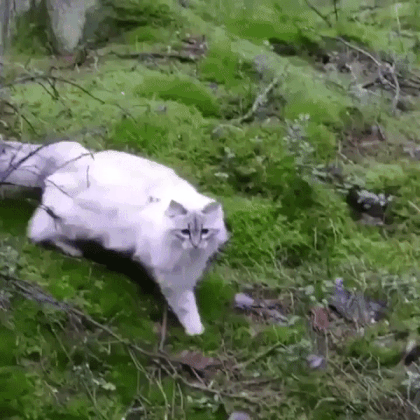 failsgif