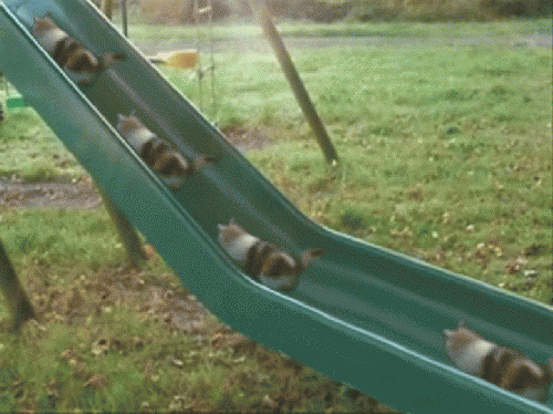 1363462208_1323450847_the_definitive_collection_of_cat_27