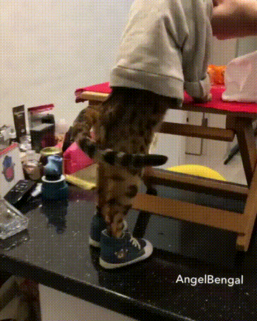 -котэ-кот-в-шапке-AngelBengal-4285381