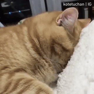 Будим рыжего