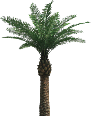palm_tree_yapfiles