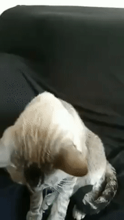 кот очкарик