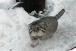 Настороженный манул