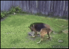 Пёс коварен!