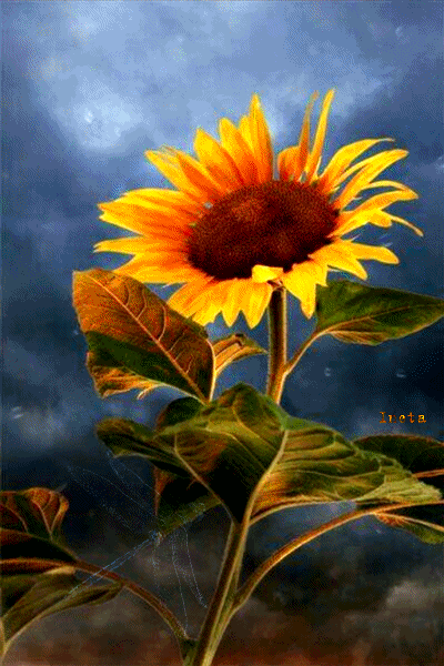 151800398879641407 (2)