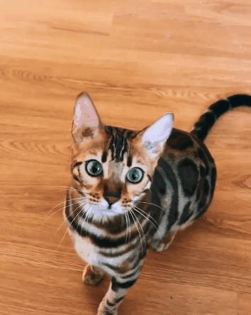 Забавный котейка