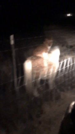 Просто собака. Просто угоняет пони.