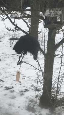 Снегири прилетели.