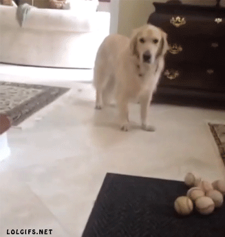 8lzDc06RTOVDcRvoHqAv_Dog Fakeout