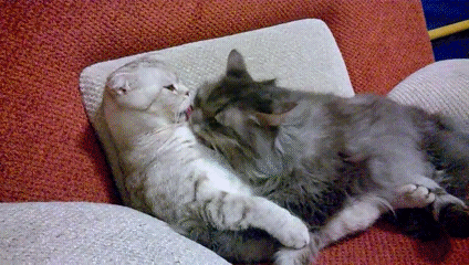 Кошачий интим