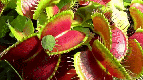 Мухоловка