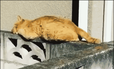 Кот свалился во сне