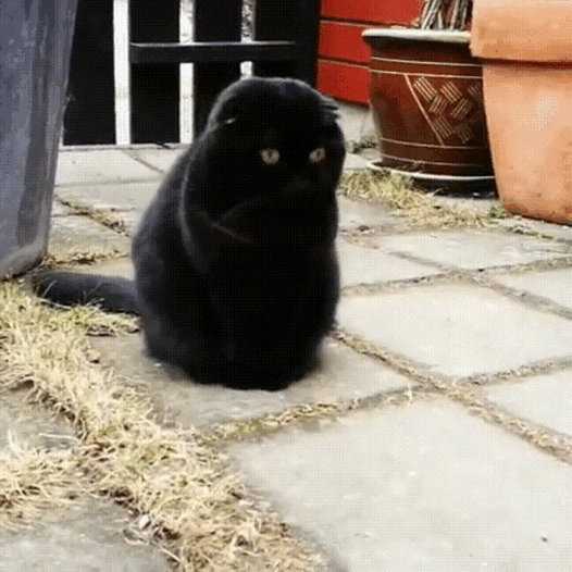 Стласный кот.