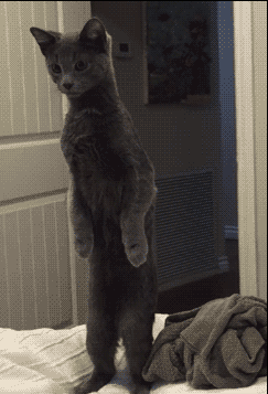 ТО ПАРКУЕТСЯ