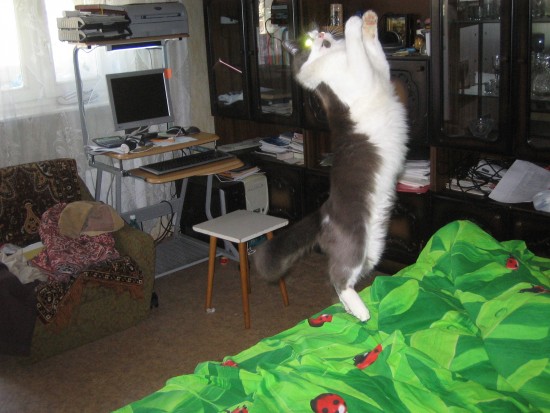 готовились к ЧМ по футболу 2008