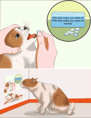 О чем думают коты.