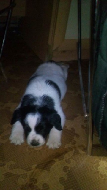 005 чуть больше полтора мес