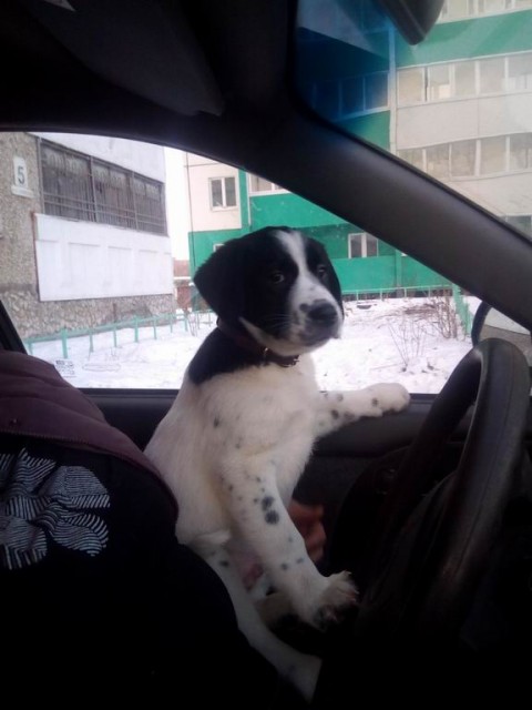 009 без недели 3 мес