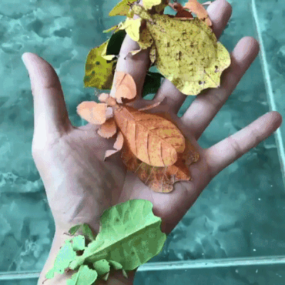 Живые листья