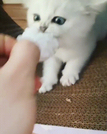 -большие-гифки-котэ-милота-4355811