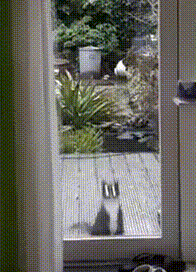 Кот прыгает за дверью