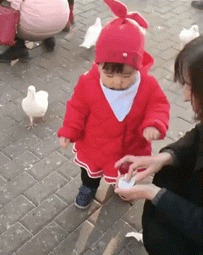 Голубь попал