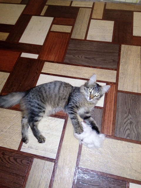 IMG_20180202_214003_yapfiles.ru