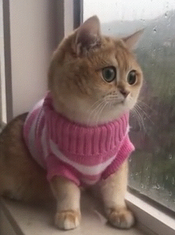 Котёнок смотрит в окно