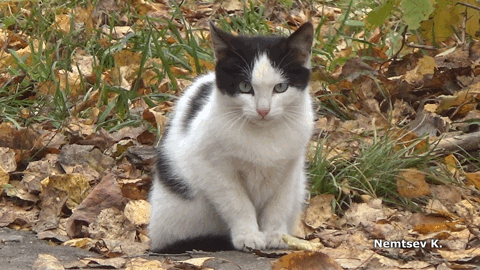 Котогифка 1