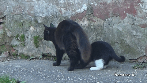 Котогифка 3