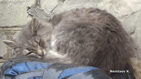 Котогифка 4