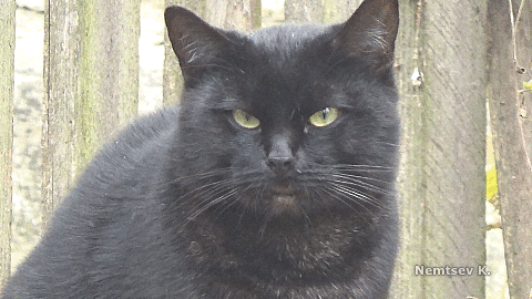 Котогифка 8