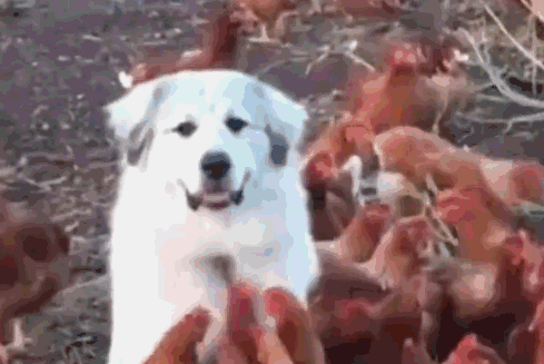 Стрессоустойчивость