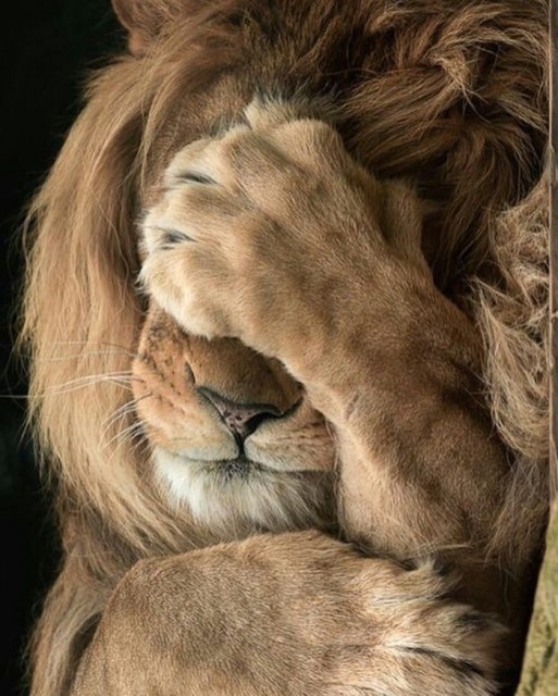 ЙобаныйСтыд