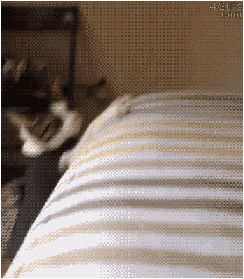 gifkotrasstykovka2054437_yapfiles.ru