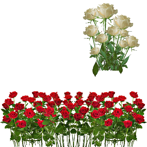 grass rosen