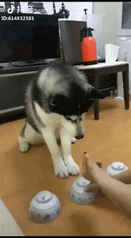 cheat husky