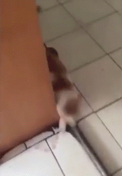 Крыса гоняет кота