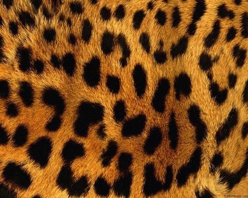 leopard